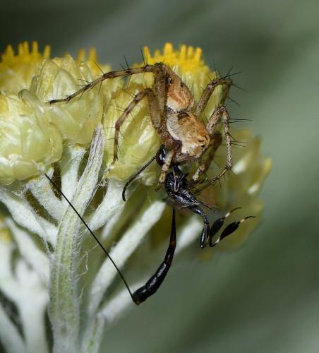 Oxyopes heterophthalmus